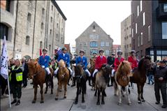 Icelandic horses in the city of Copenhagen