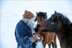 Horses of Iceland and Christmas