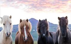 Horses of Iceland