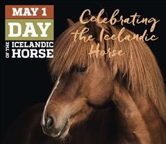 May 1 – the Day of the Icelandic Horse