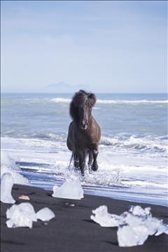 ‘Viking Horses’ take the Equestrian World by Storm