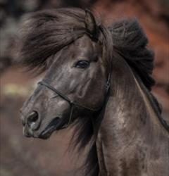 Horses of Iceland at Equitana