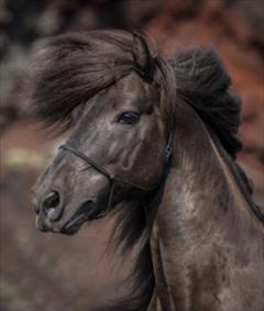 Horses of Iceland at Equitana