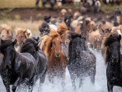 May 1 – Day of the Icelandic horse