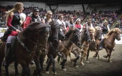 Horses of Iceland – news and events