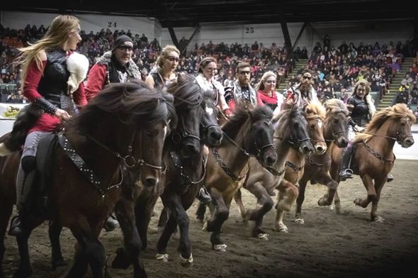 Horses of Iceland – news and events