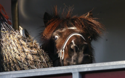 Little Viking Horse