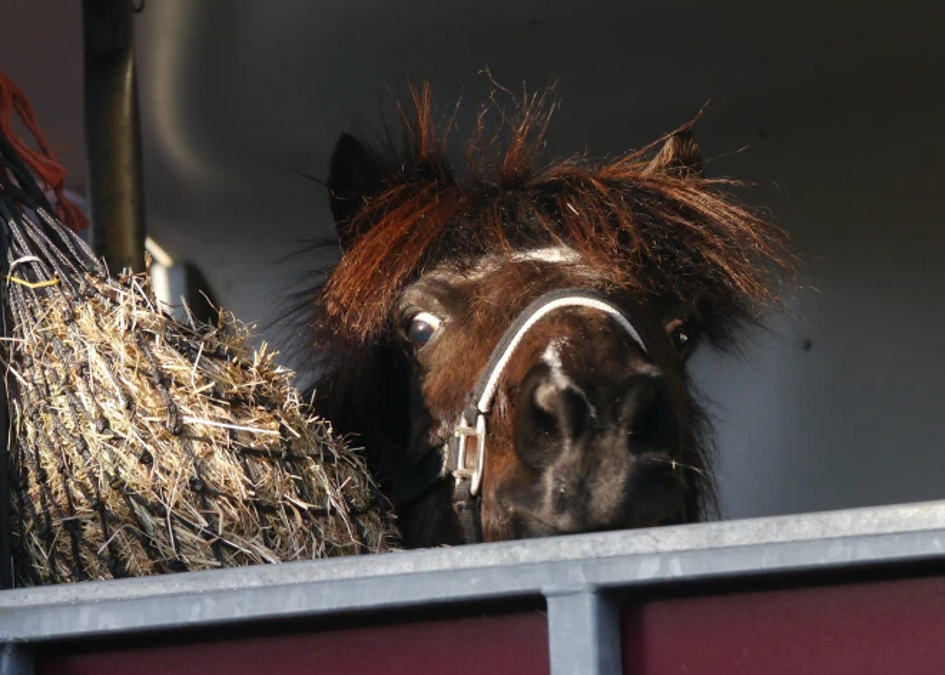 Little Viking Horse