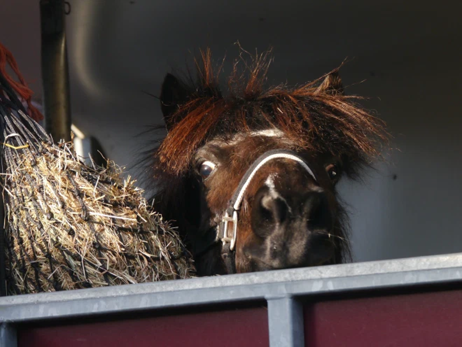 Viking_horse
