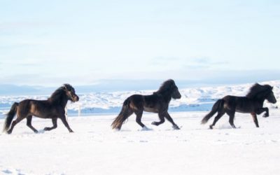 Horses of Iceland project extended!