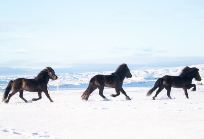 Horses of Iceland project extended!