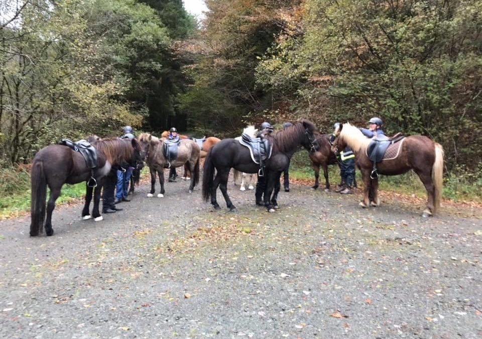 Icelandic Horse Virtual Coffee Corner