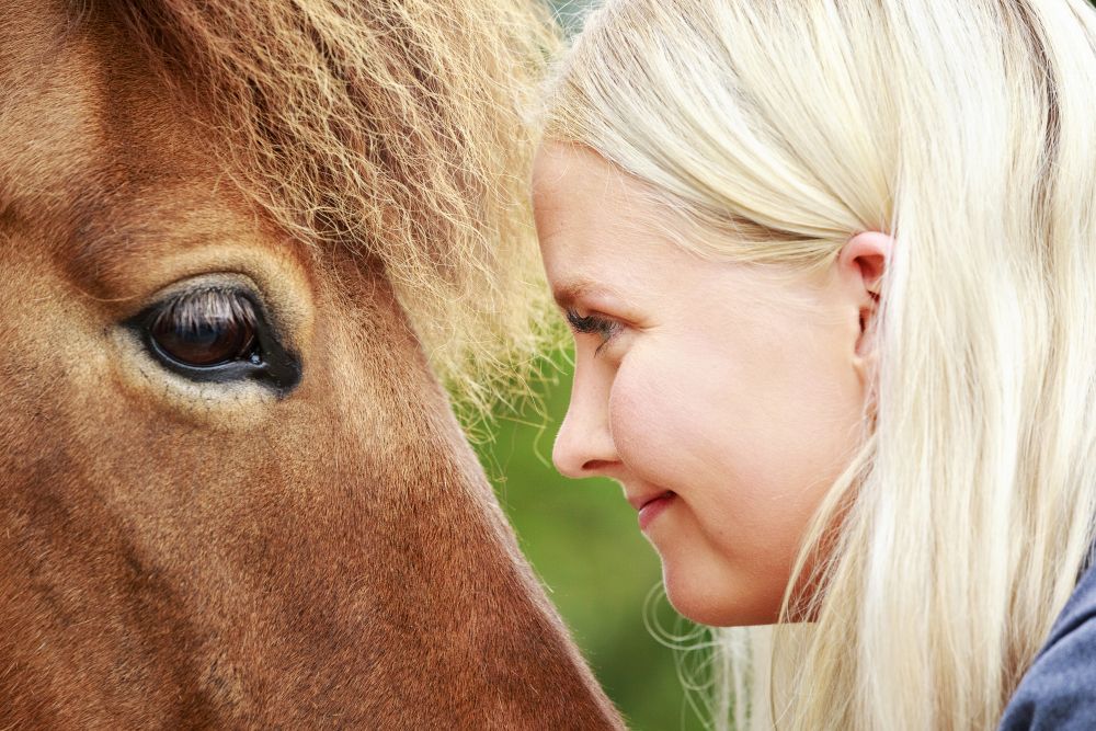 Celebrating the Icelandic horse all over the world!