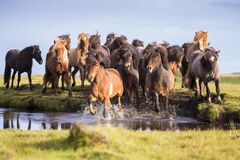 Day of the Icelandic horse 2020