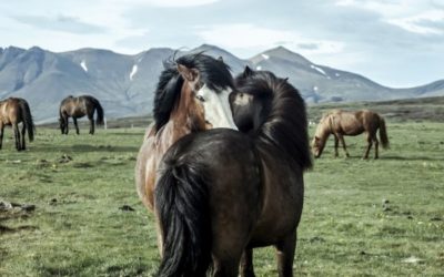 International Day of the Icelandic Horse