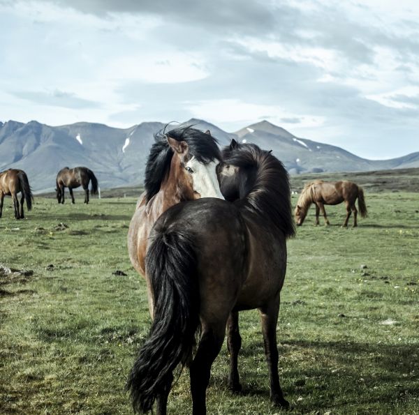 International Day of the Icelandic Horse