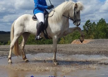 Free online seminar for young competition riders