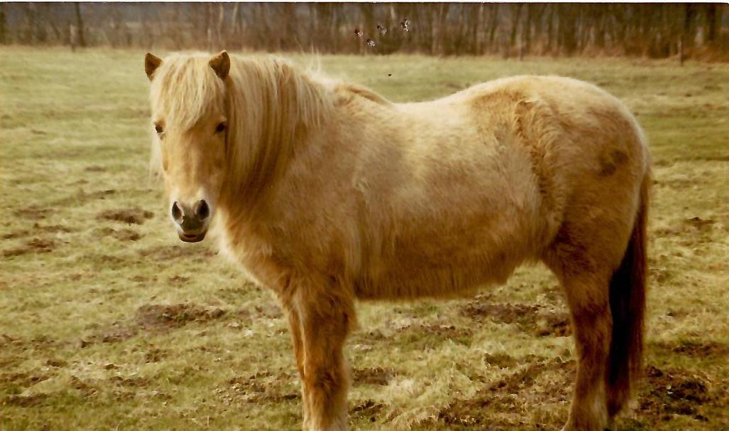 Bleik frá Svignaskarði IS1953236521, 1979 (photo: Peet Boeijink)