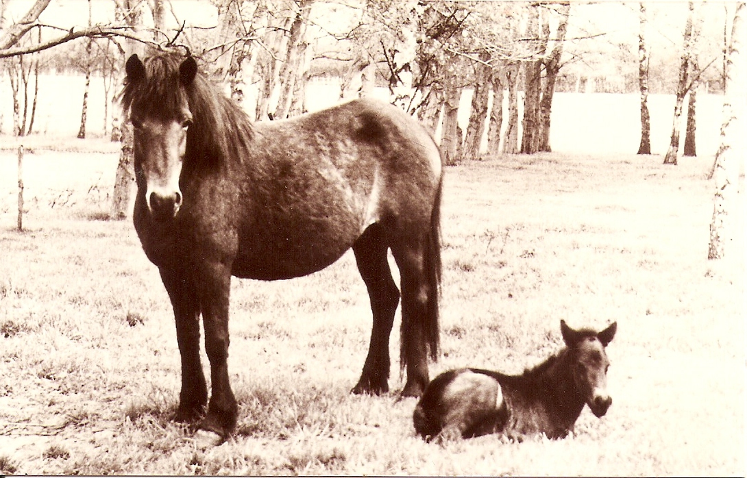 Skima-met-Örn