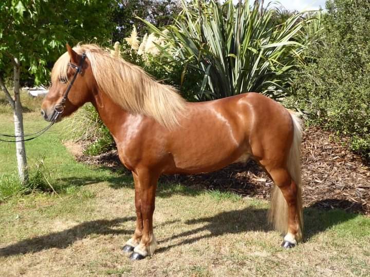 NZ_1