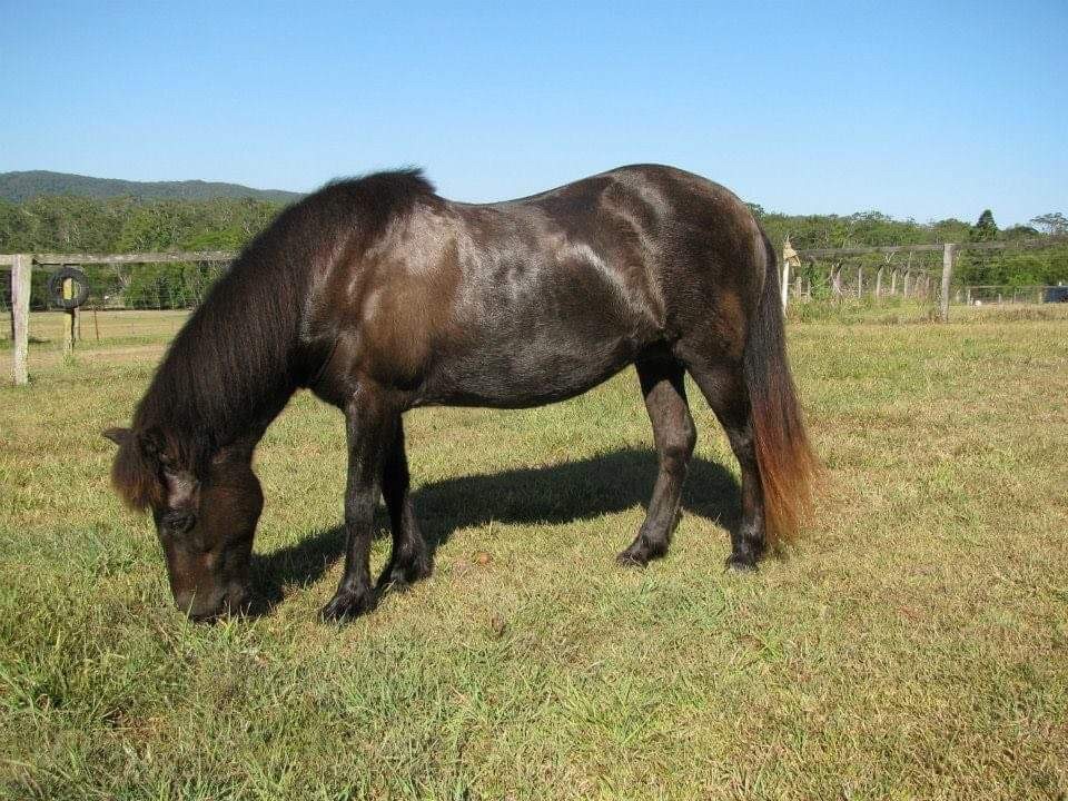 NZ_3