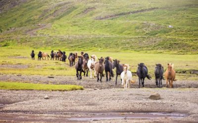 Icelandic horse breeding presentations in Swedish