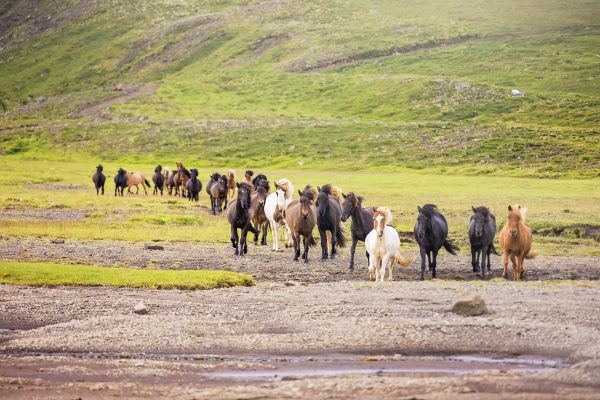 Icelandic horse breeding presentations in Swedish