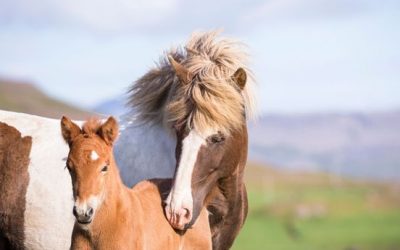 Online presentation series on Icelandic horse breeding