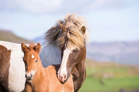 Online presentation series on Icelandic horse breeding