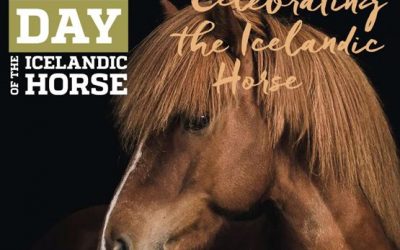 International Day of the Icelandic Horse on TikTok