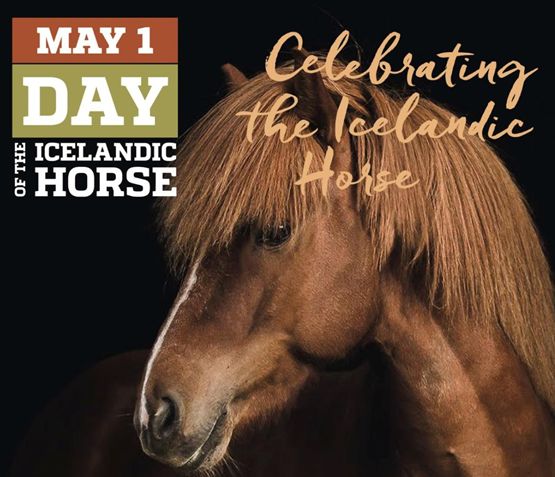 International Day of the Icelandic Horse on TikTok