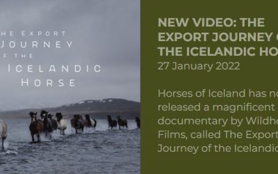 New video: The export journey of the Icelandic horse