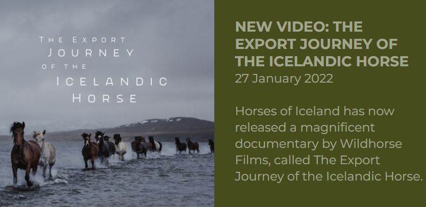 New video: The export journey of the Icelandic horse