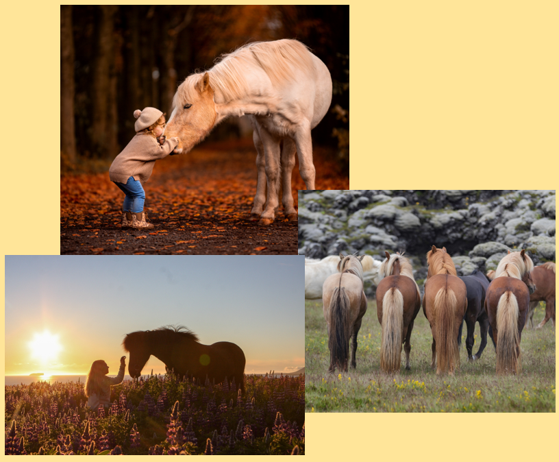 Photo competition “Friendship” – voting is over