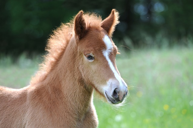 Do you know what “BLUP” means?