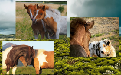 Horse Friendships – winning photos!