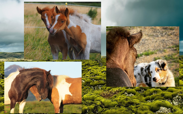 Horse Friendships – winning photos!