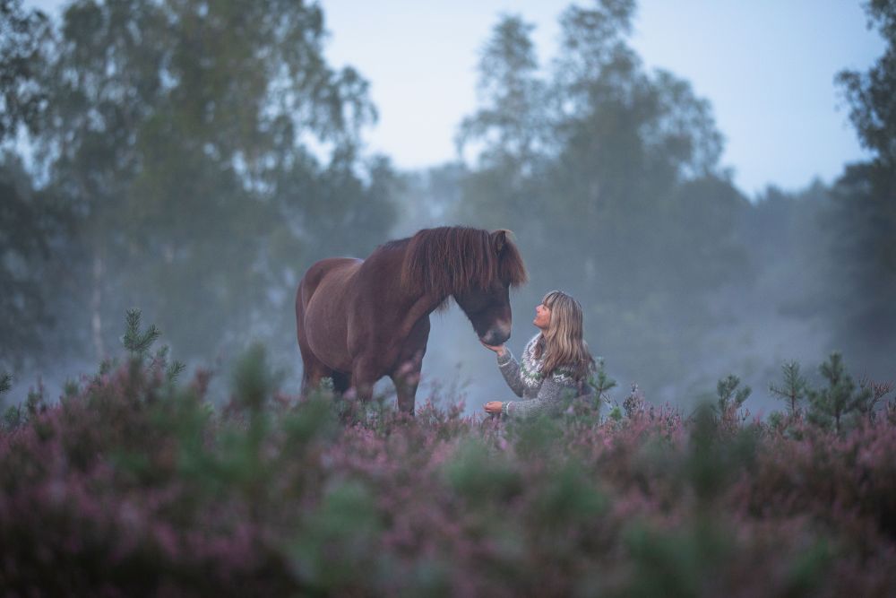 May 1st – International Day of the Icelandic Horse
