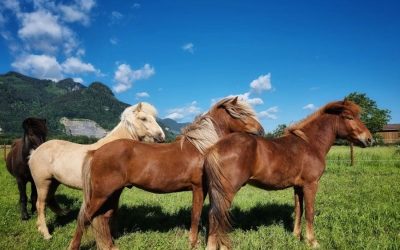 Luxembourg Statement on Horse Welfare