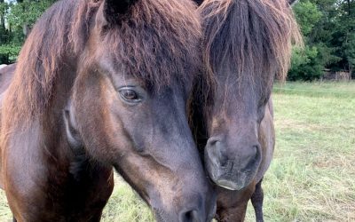 May 1 – the international Day of the Icelandic Horse