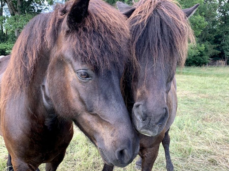 May 1 – the international Day of the Icelandic Horse