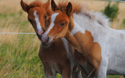 IceFoal Platform