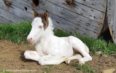 Horses exported from Iceland 2024