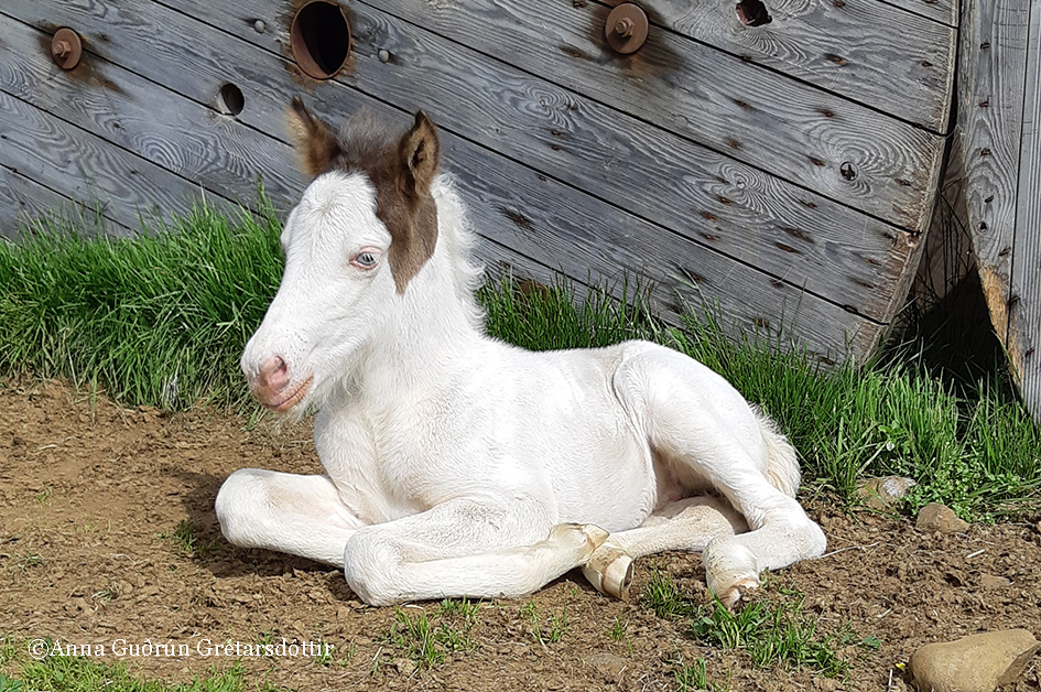 Horses exported from Iceland 2024