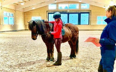 Checklist “buying an icelandic horse”