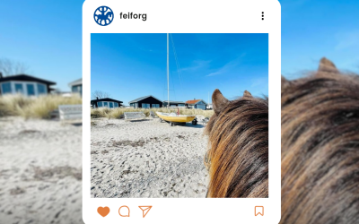 FEIF Photo Competition 2025