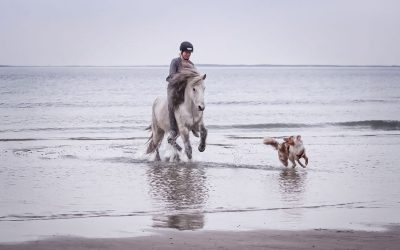 The winner of the FEIF Leisure photo competition has been chosen!
