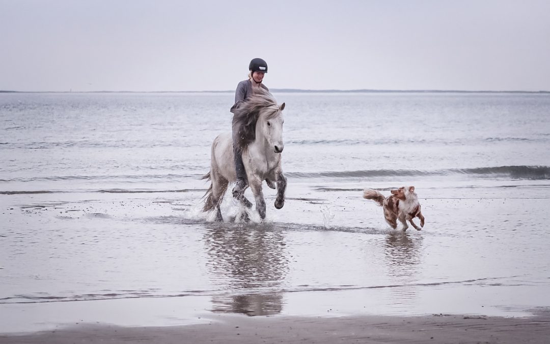 FEIF Virtual Ride: Hoofbeats to Hólar