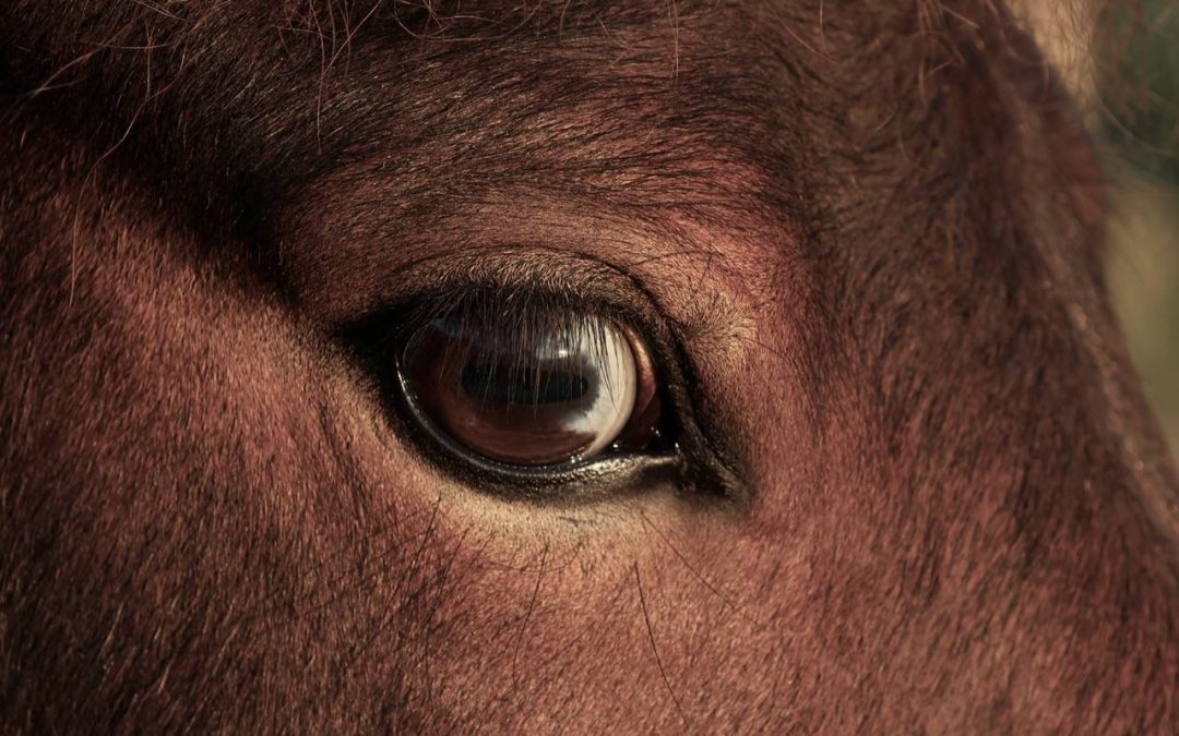 Update to the coat colour coding system in WorldFengur