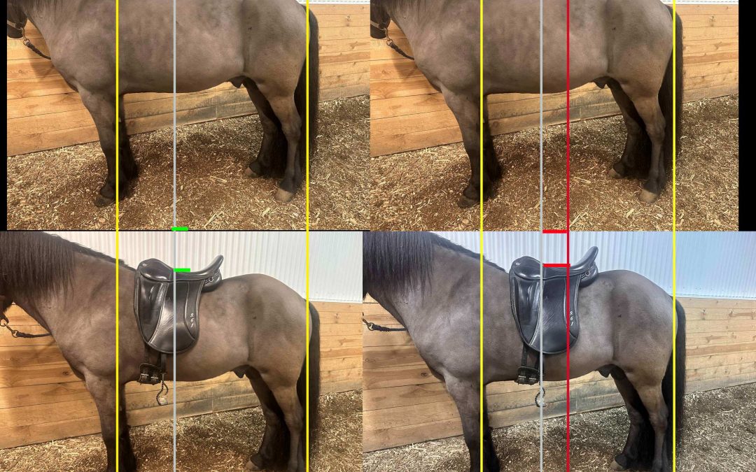 FEIF Webinar with Dr. Susanne Braun: “saddle position and girth tool” #2 on April 9th, 2026